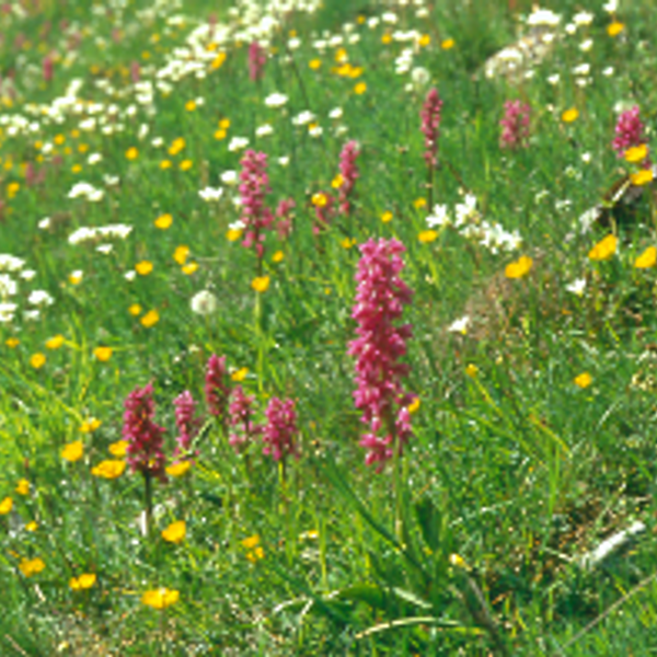 Lovely Lathkill Dale